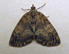 Hydriomena impluviata