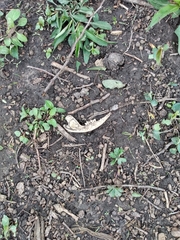 Didelphis virginiana