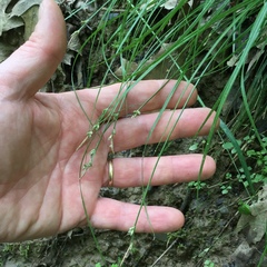 Carex communis