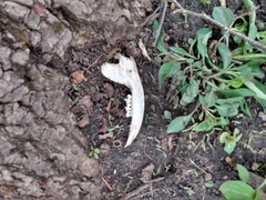 Didelphis virginiana