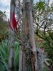 Tillandsia caput-medusae