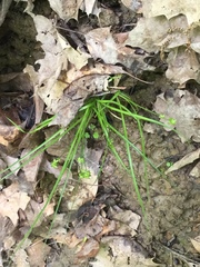 Carex rosea