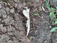 Didelphis virginiana