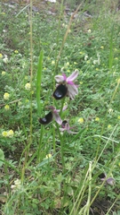 Ophrys bertolonii bertolonii