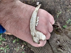 Didelphis virginiana