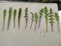 Taraxacum hollandicum