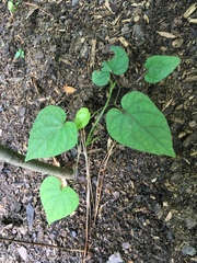 Ipomoea pandurata