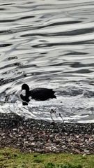 Fulica atra