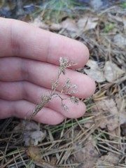 Scleranthus perennis