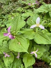 Trillium ovatum