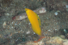 Halichoeres chrysus