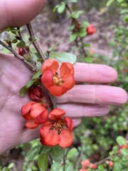 Chaenomeles
