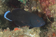 Cephalopholis