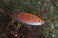 Blue-Scaled Fairy Wrasse photo 5