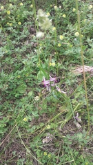 Ophrys bertolonii bertolonii