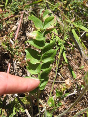 Pelargonium trifoliolatum