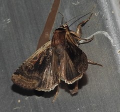Parabagrotis formalis