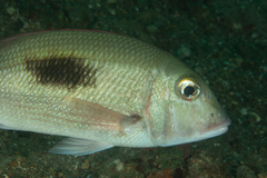 Lethrinus harak