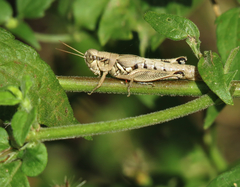Melanoplus cameronis