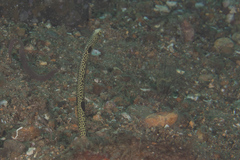Heteroconger hassi