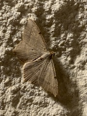Psamatodes trientata