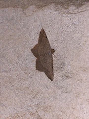 Psamatodes trientata