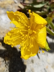 Hypericum concinnum