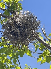 Tillandsia capillaris
