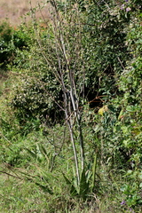 Aloe transvaalensis