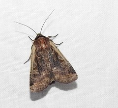Parabagrotis formalis