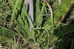 Aloe transvaalensis