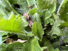 Hypochaeris radicata