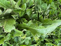 Hypochaeris radicata