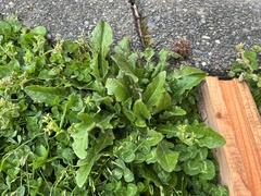 Hypochaeris radicata