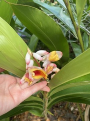 Alpinia malaccensis