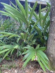 Alpinia malaccensis