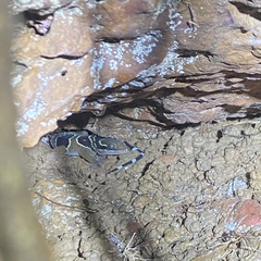 Cyrtodactylus macrotuberculatus