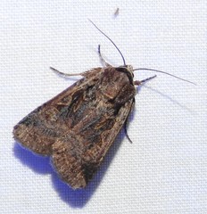 Parabagrotis formalis