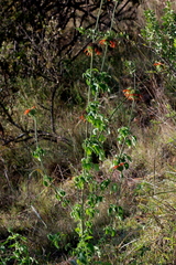 Leonotis nepetifolia