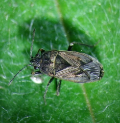 Trapezonotus arenarius