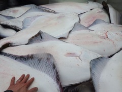 Hippoglossus stenolepis