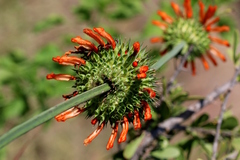 Leonotis nepetifolia