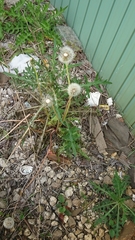 Taraxacum officinale