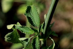 Leonotis nepetifolia