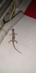 Gehyra mutilata