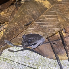 Leptobrachium hendricksoni