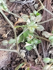 Polycarpon tetraphyllum tetraphyllum