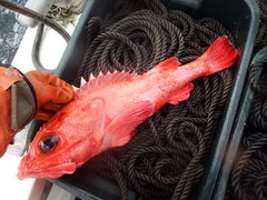 Sebastolobus alascanus