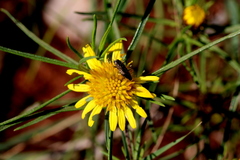 Geigeria burkei
