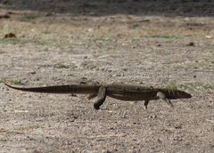 Varanus bengalensis
